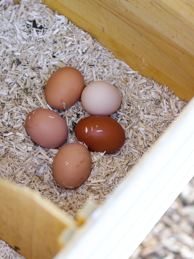 Eggs in a nesting box with bedding