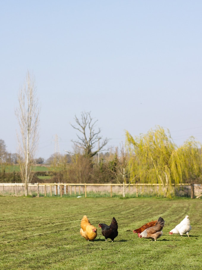 Chickens of different colours in a field including Buff Orpington